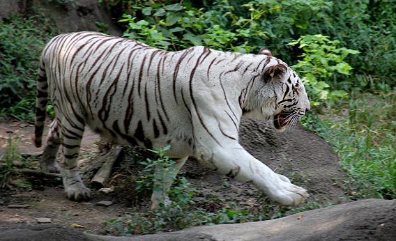 white tiger safari in india