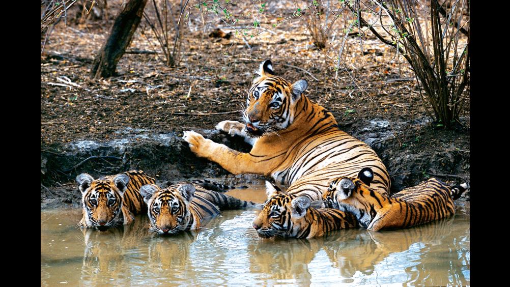 tiger safari india bandhavgarh