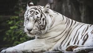 white tiger safari india