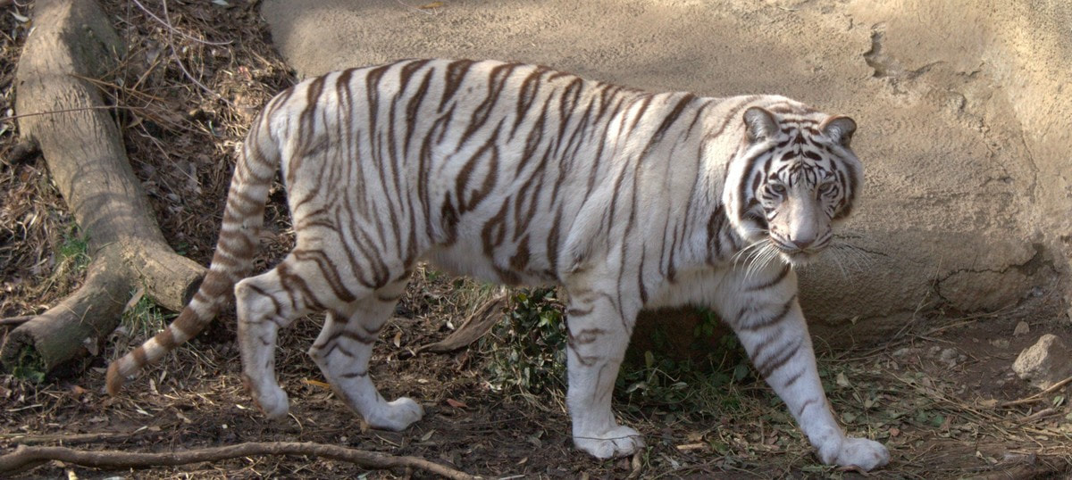 National Park in India for Tiger Safari