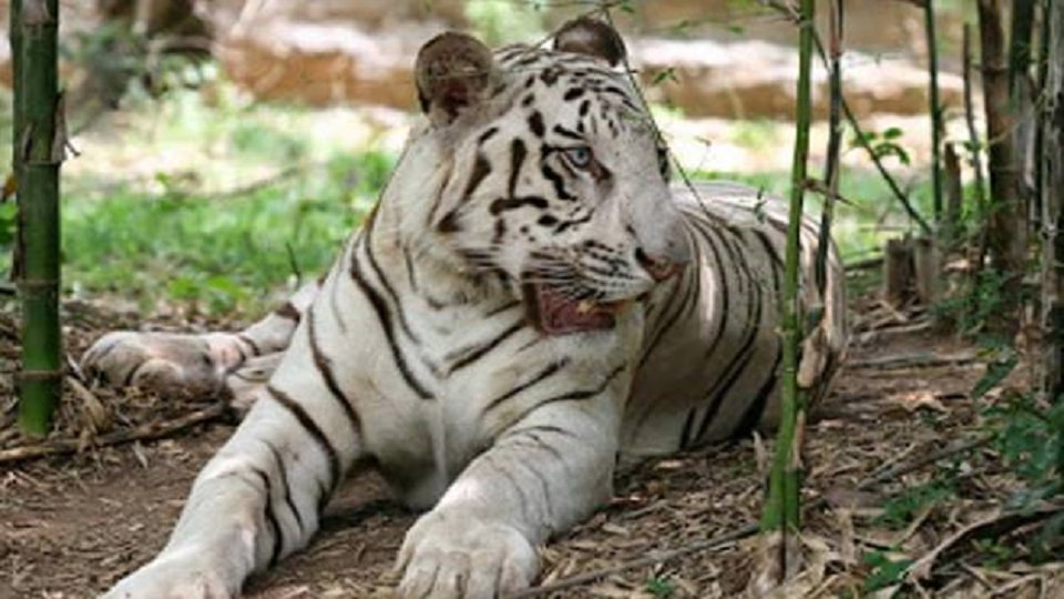white tiger safari satna madhya pradesh