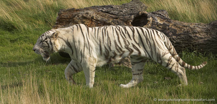 first white tiger safari in india