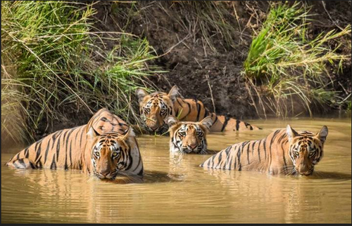 list of tiger safari in india